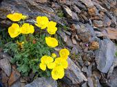 Dal Rifugio Barbellino salita al PIZZO DEL DIAVOLO DI MALGINA (2926 m.) e discesa a Valbondione il 22 agosto 2010 - FOTOGALLERY